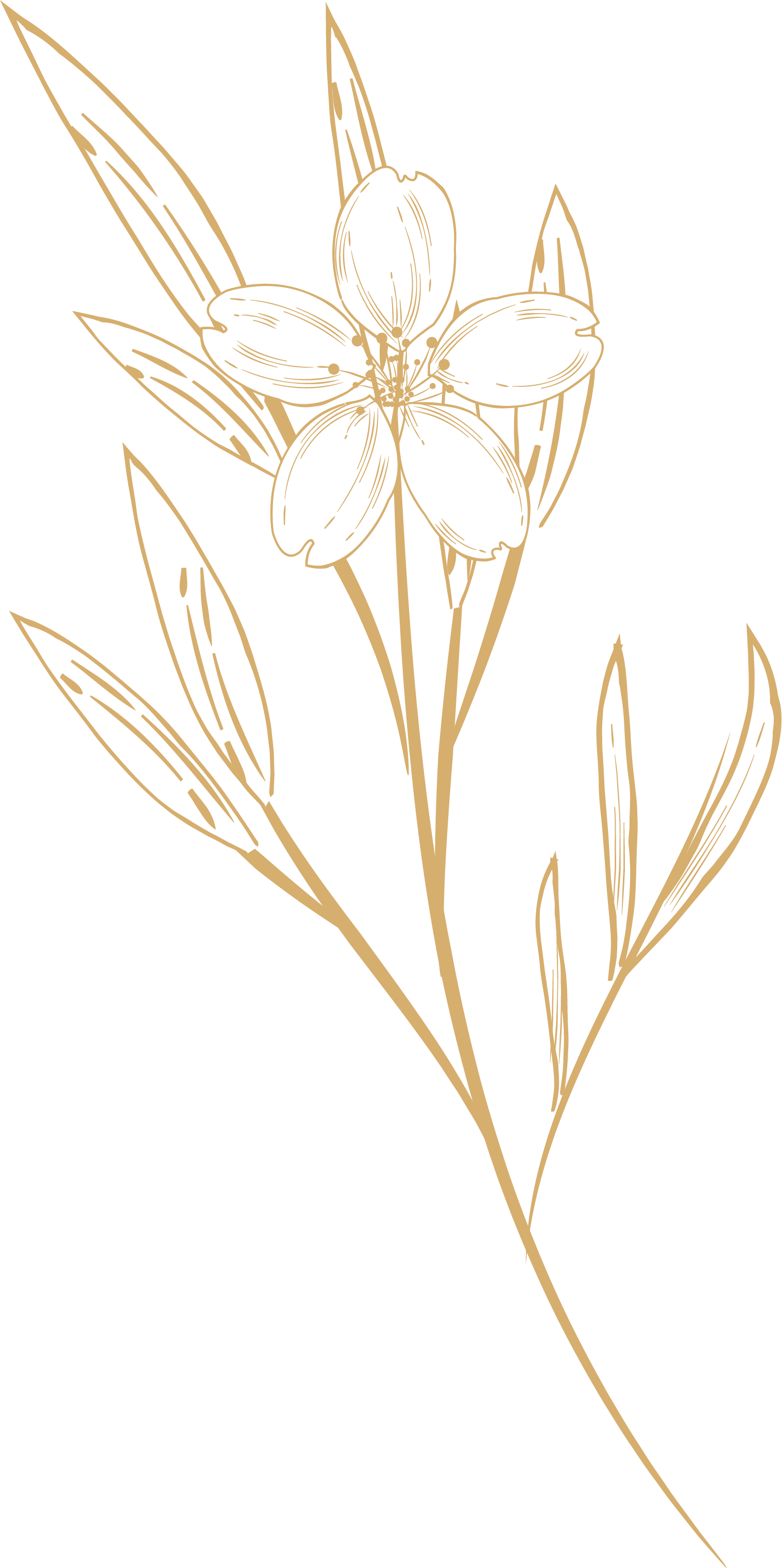 Decoración Floral